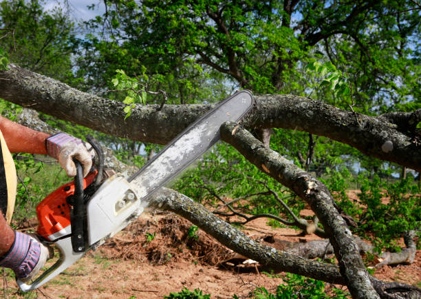 The Steps Involved in Our Tree Care Process in Coldwater, MI